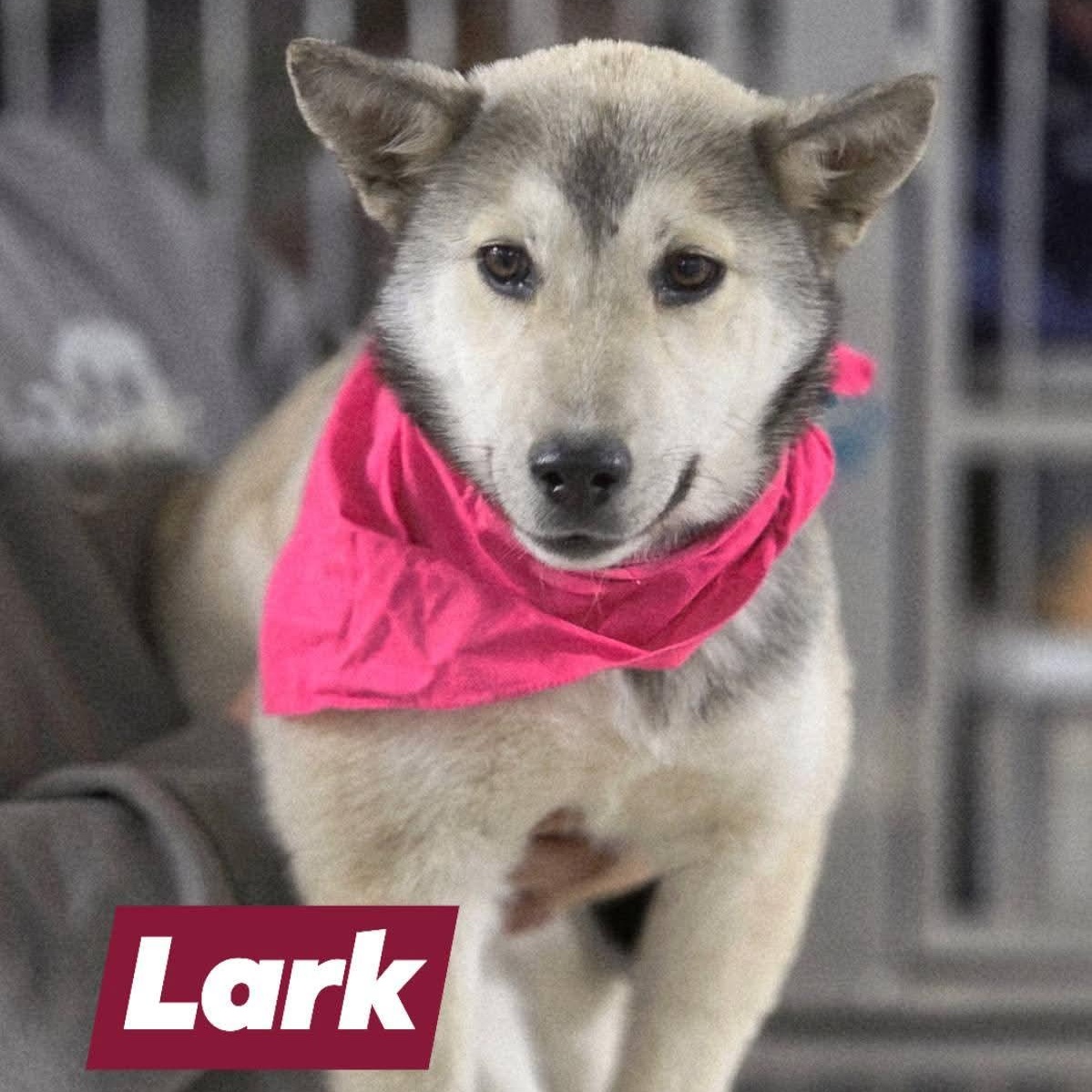 Lark