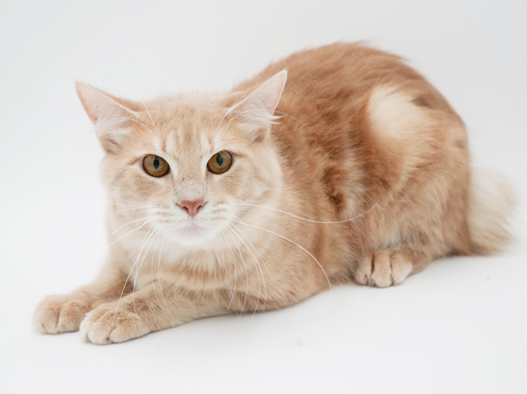 Enlarge Scooter is a sweetie sweetie sweetie! BONDED WITH SKIPPER! CURLY BOB TAIL!! So cute!!, a Adoptable mixed breed in Bedford Hills, NY image 3/6