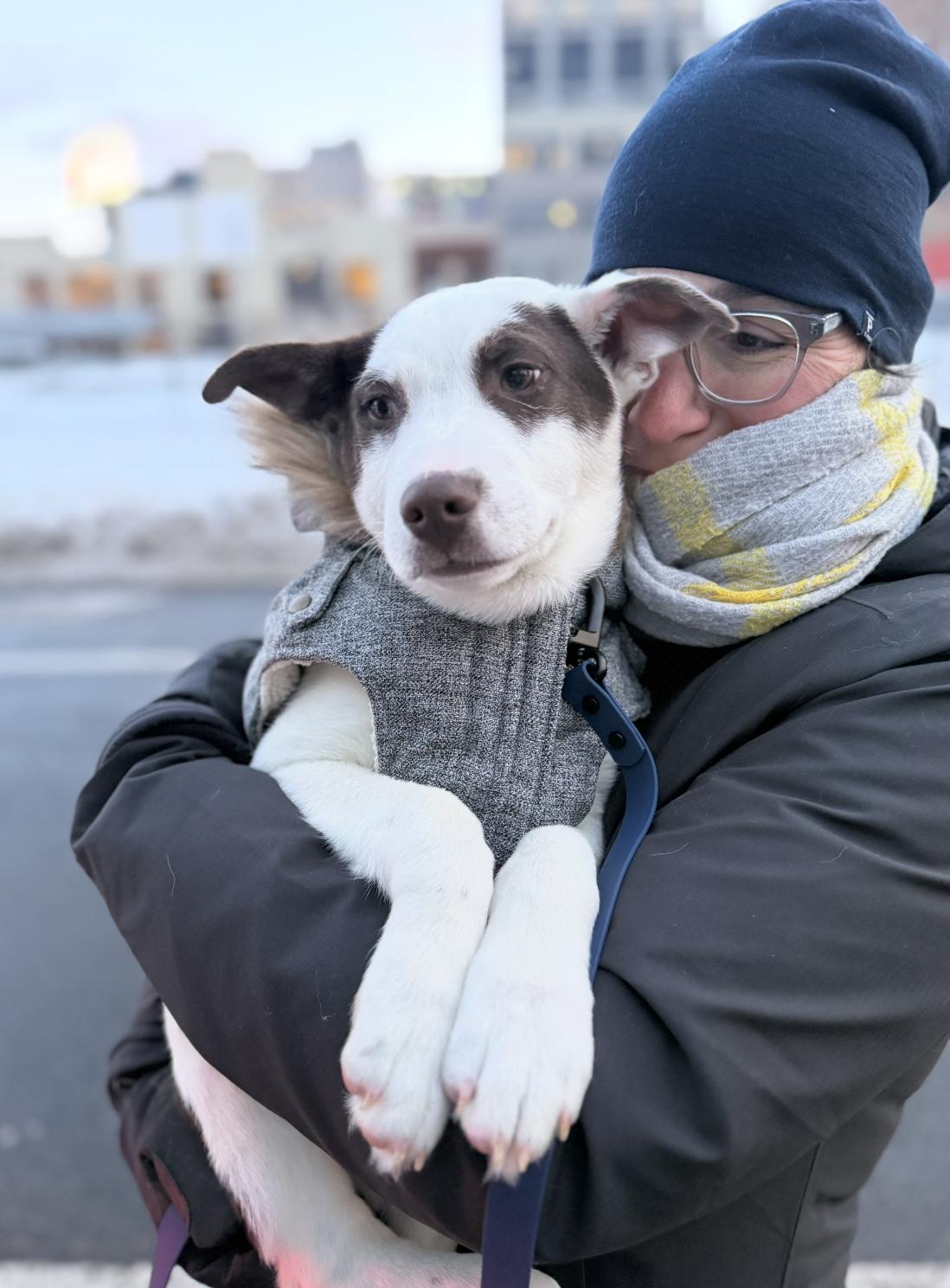 Enlarge Tuckett, an adopted mixed breed in New York, NY image 3/4