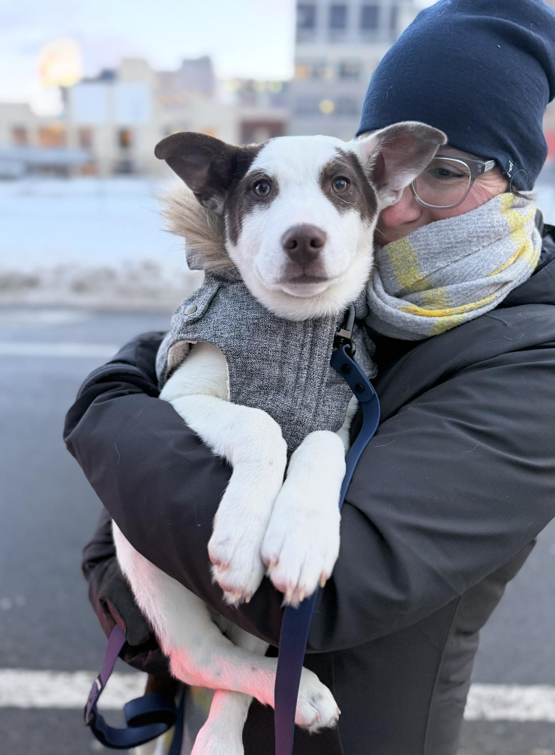 Tuckett, adopted, Young Male Australian Cattle Dog / Blue Heeler & Border Collie.