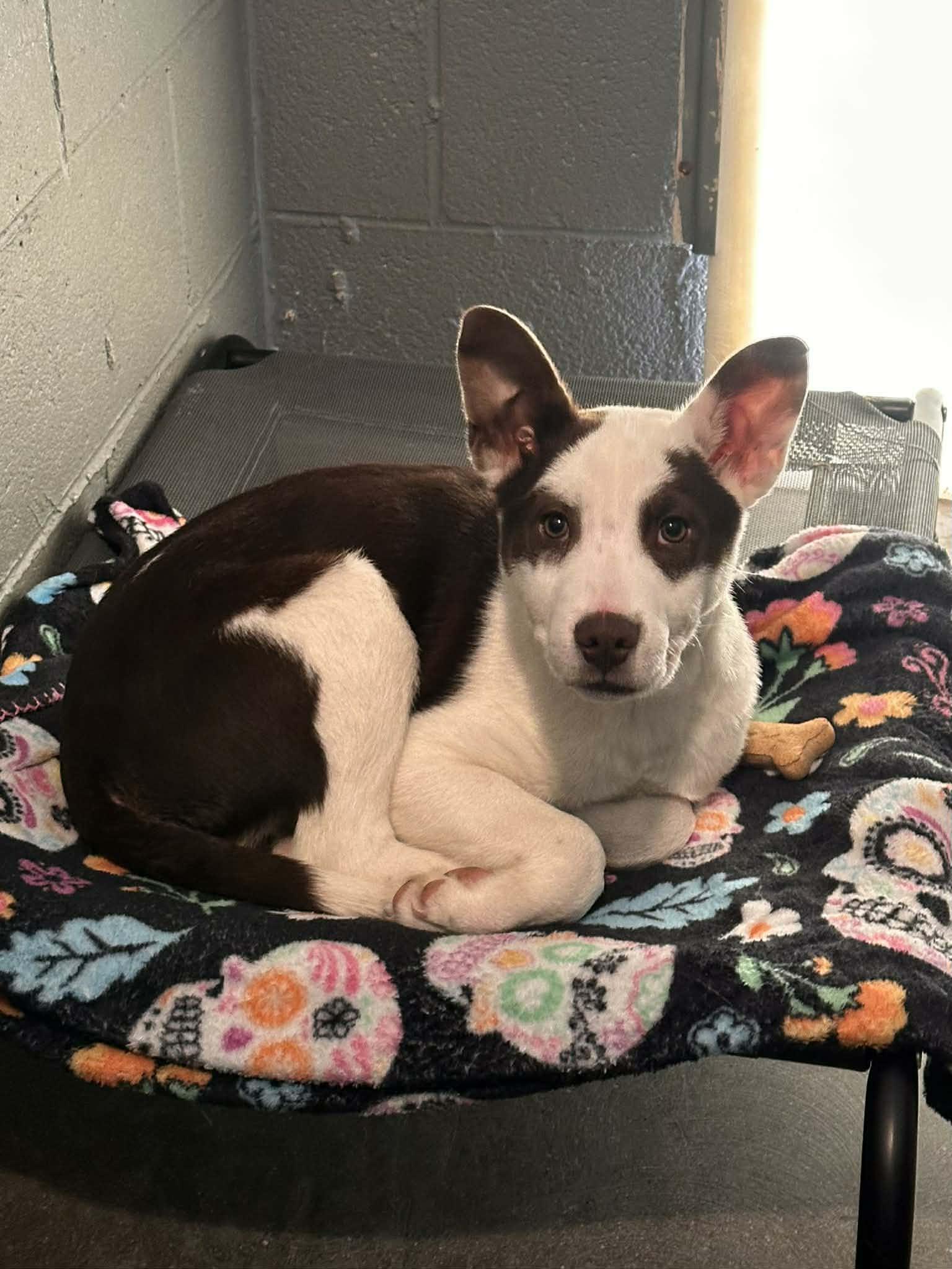 Enlarge Tuckett, an adopted mixed breed in New York, NY image 4/4