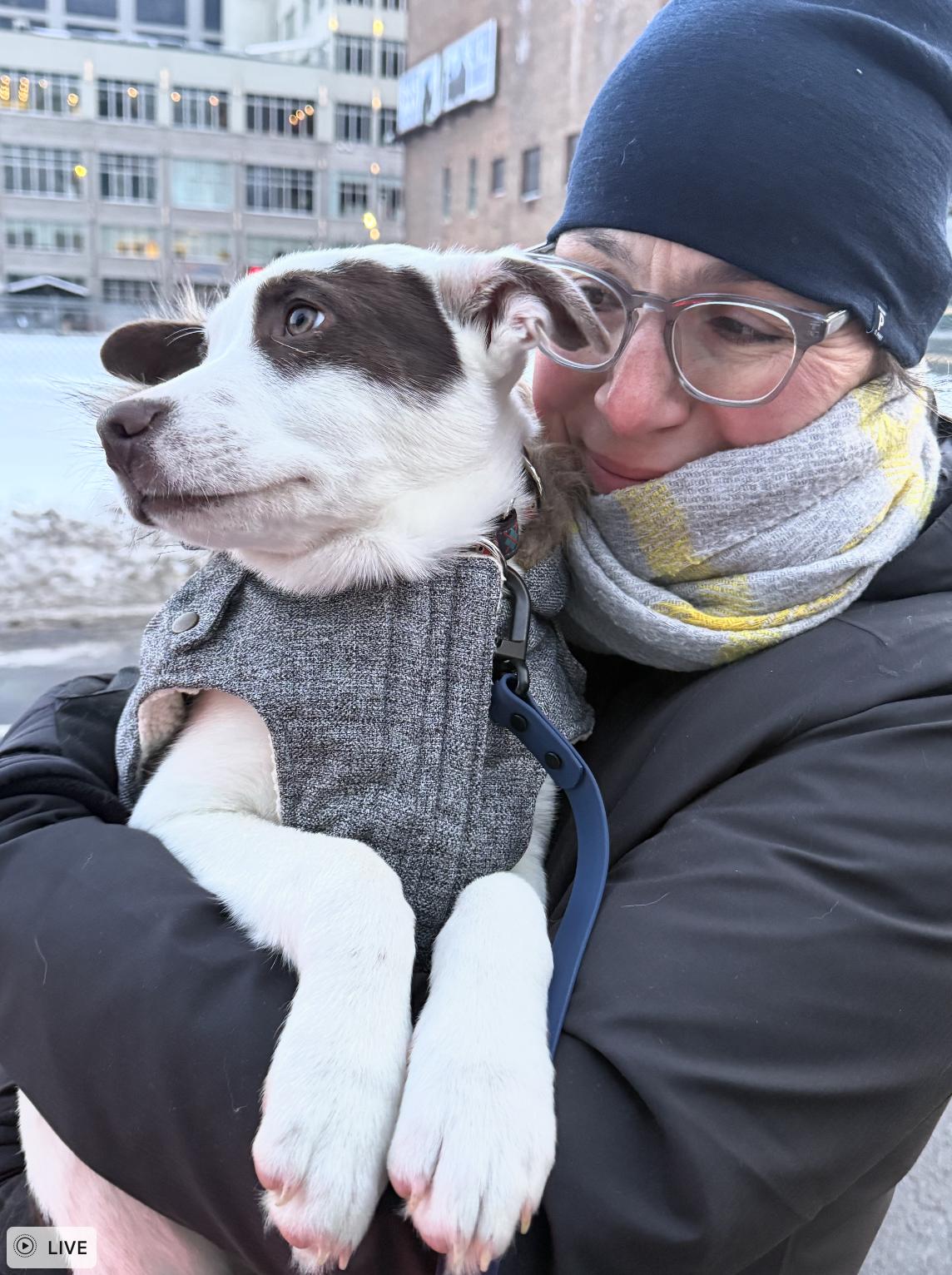 Enlarge Tuckett, an adopted mixed breed in New York, NY image 2/4