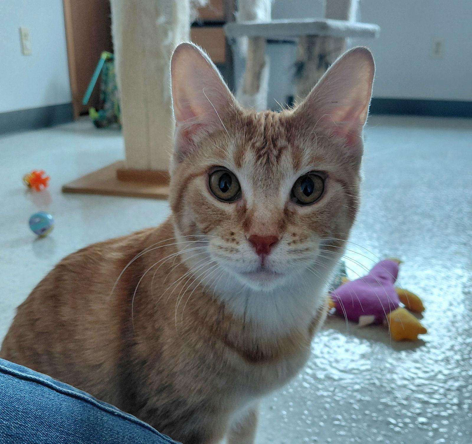 Cher @ The Cat's Brew, a Adoptable Domestic Short Hair in Montello, WI image 1/3