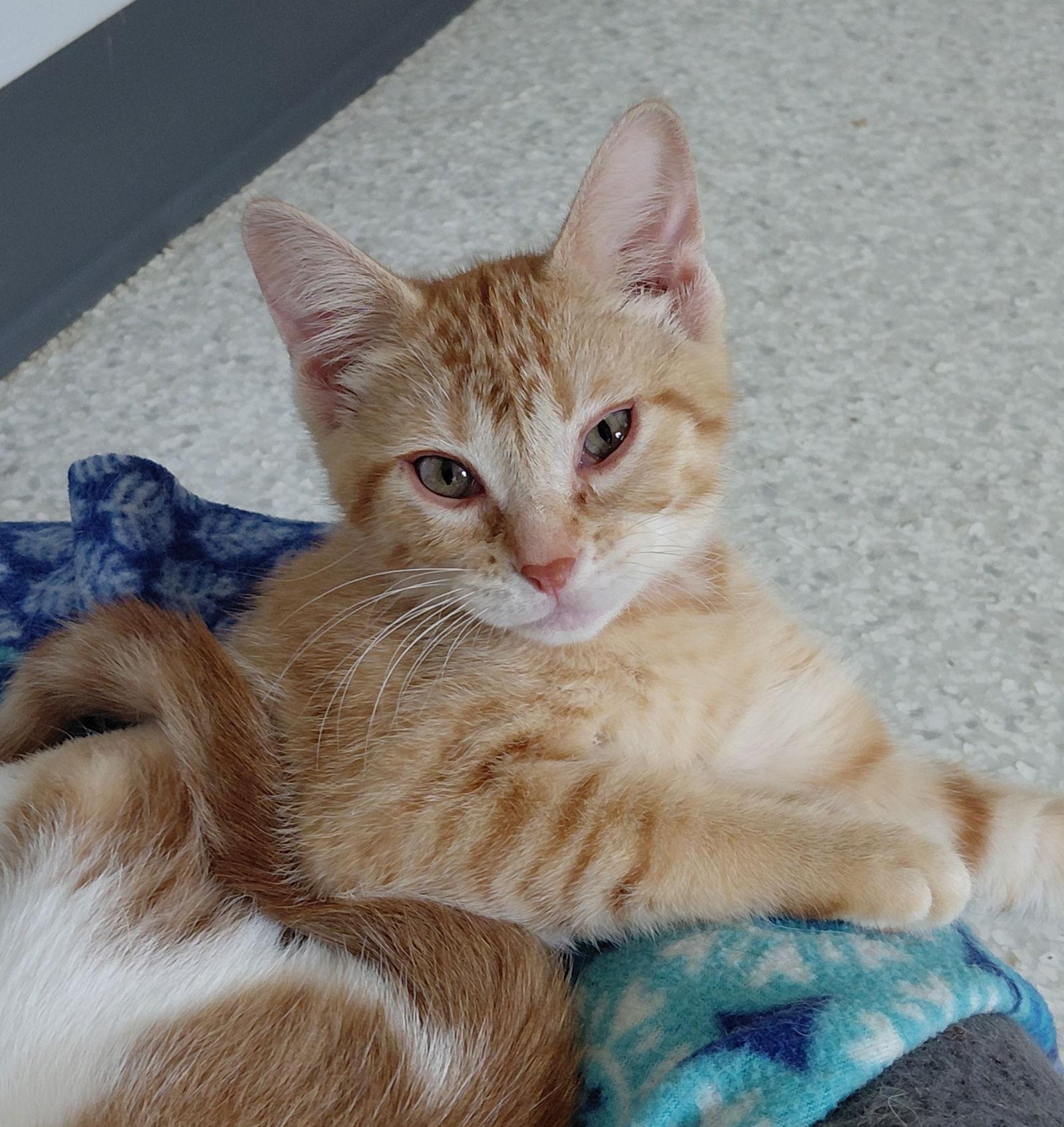 Cher @ The Cat's Brew, a Adoptable Domestic Short Hair in Montello, WI image 2/3