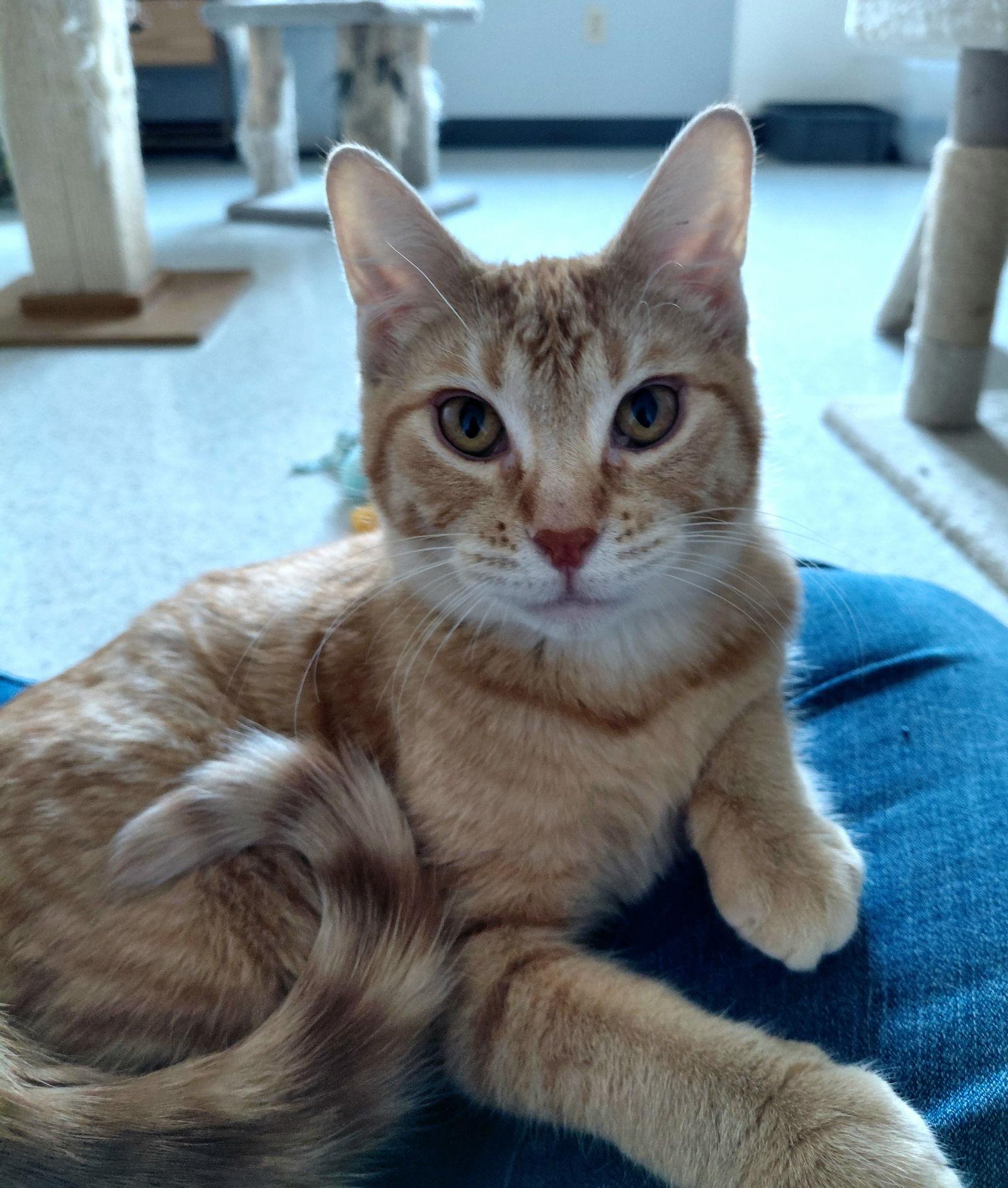 Cher @ The Cat's Brew, a Adoptable Domestic Short Hair in Montello, WI image 3/3