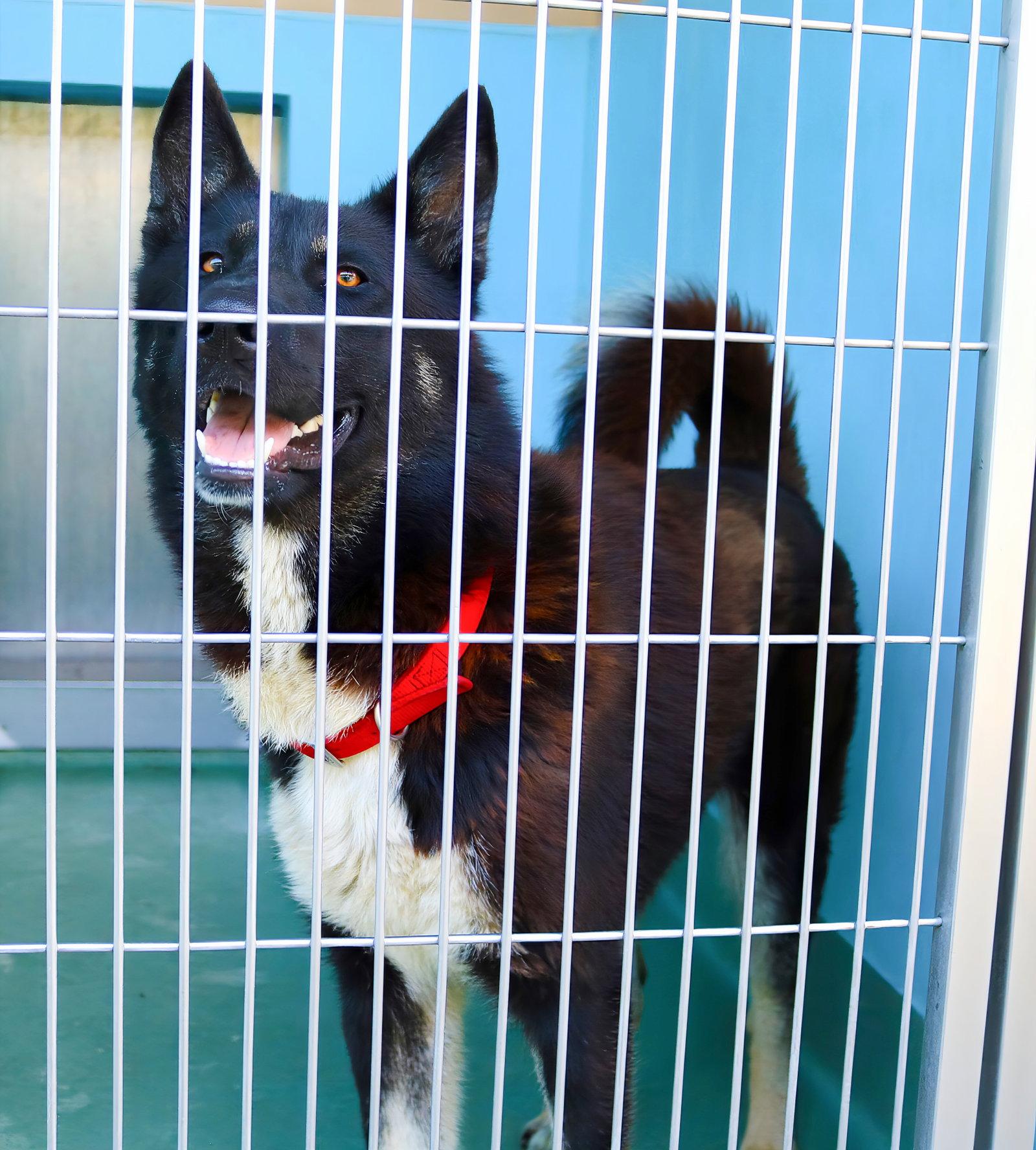 KEEMO, a Adoptable Akita in Pasadena, CA image 1/2