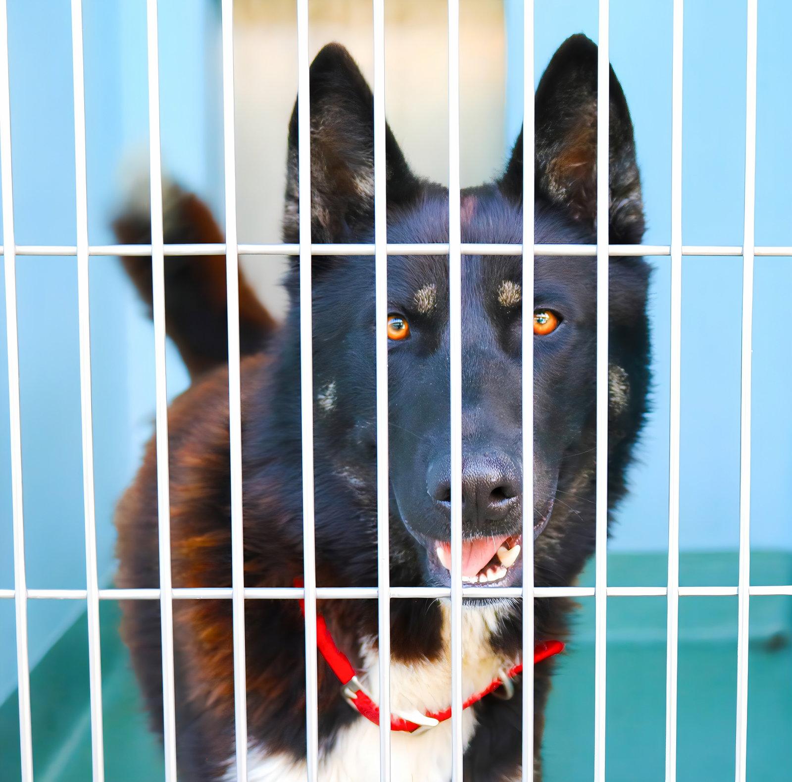 KEEMO, Adoptable, Young Male Akita.