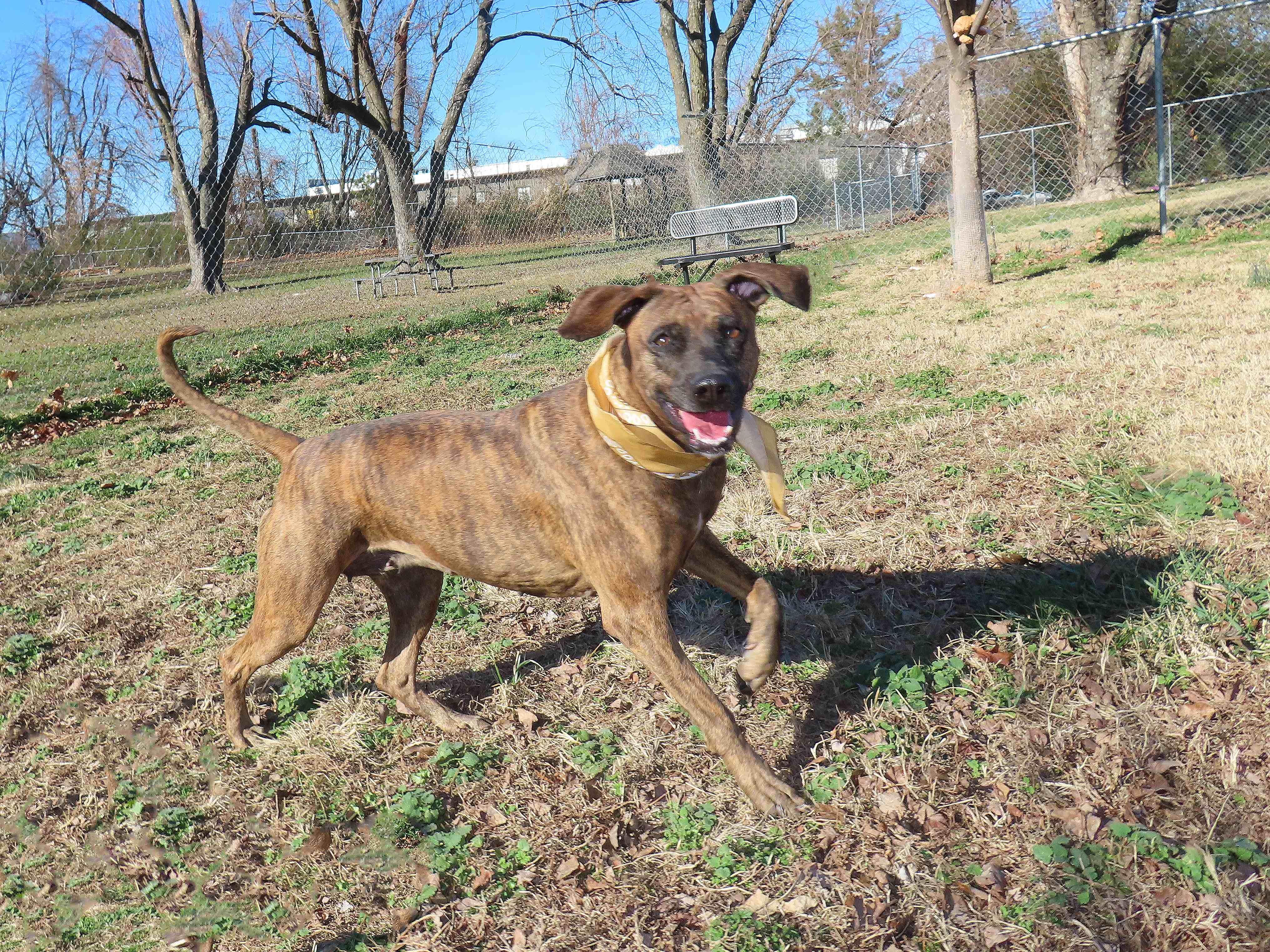Enlarge Yessi  25C-341A, a ADOPTABLE mixed breed in Rogers, AR image 5/5