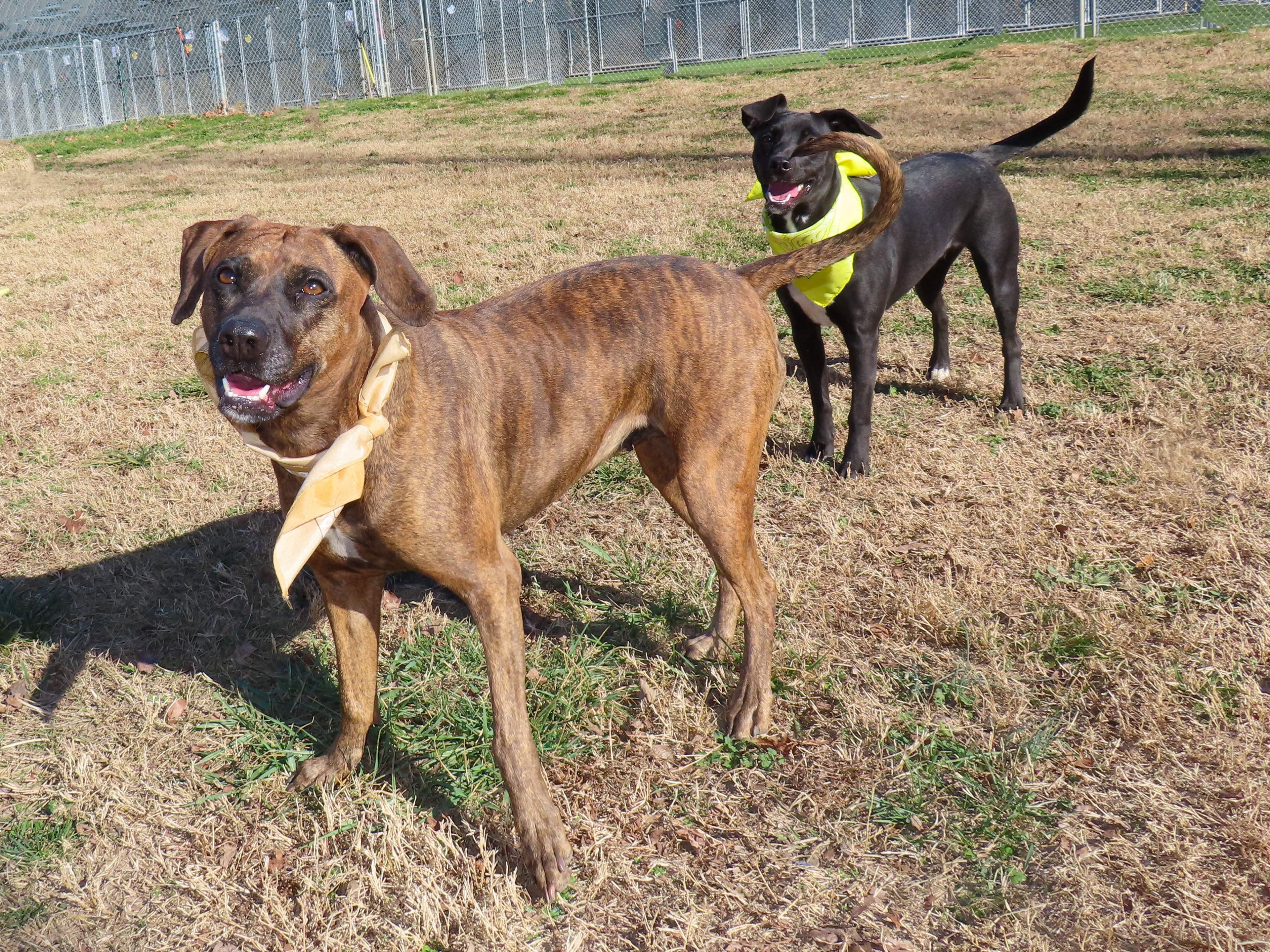 Enlarge Yessi  25C-341A, a ADOPTABLE mixed breed in Rogers, AR image 4/5