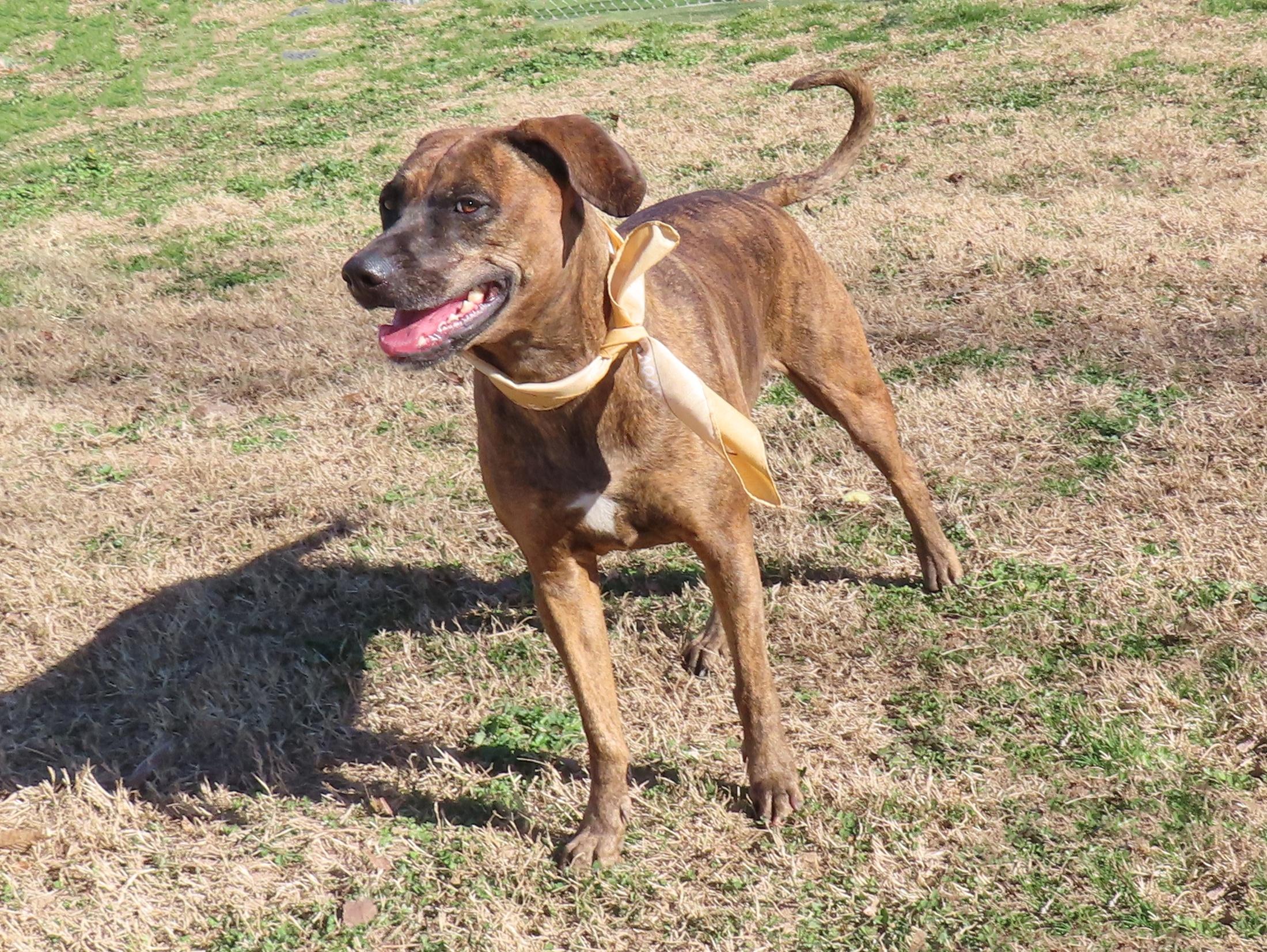 Enlarge Yessi  25C-341A, a ADOPTABLE mixed breed in Rogers, AR image 2/5