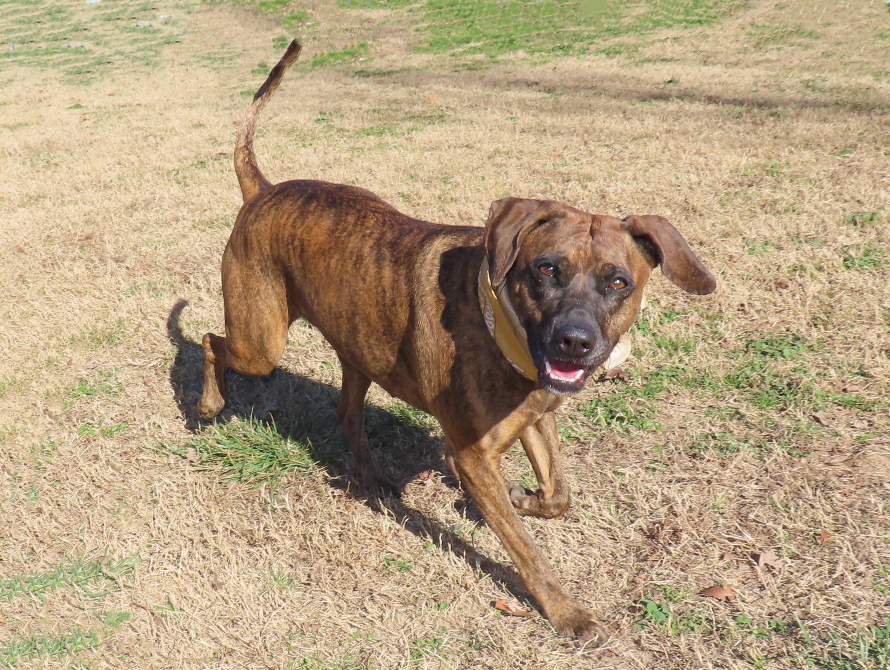 Enlarge Yessi  25C-341A, a ADOPTABLE mixed breed in Rogers, AR image 3/5
