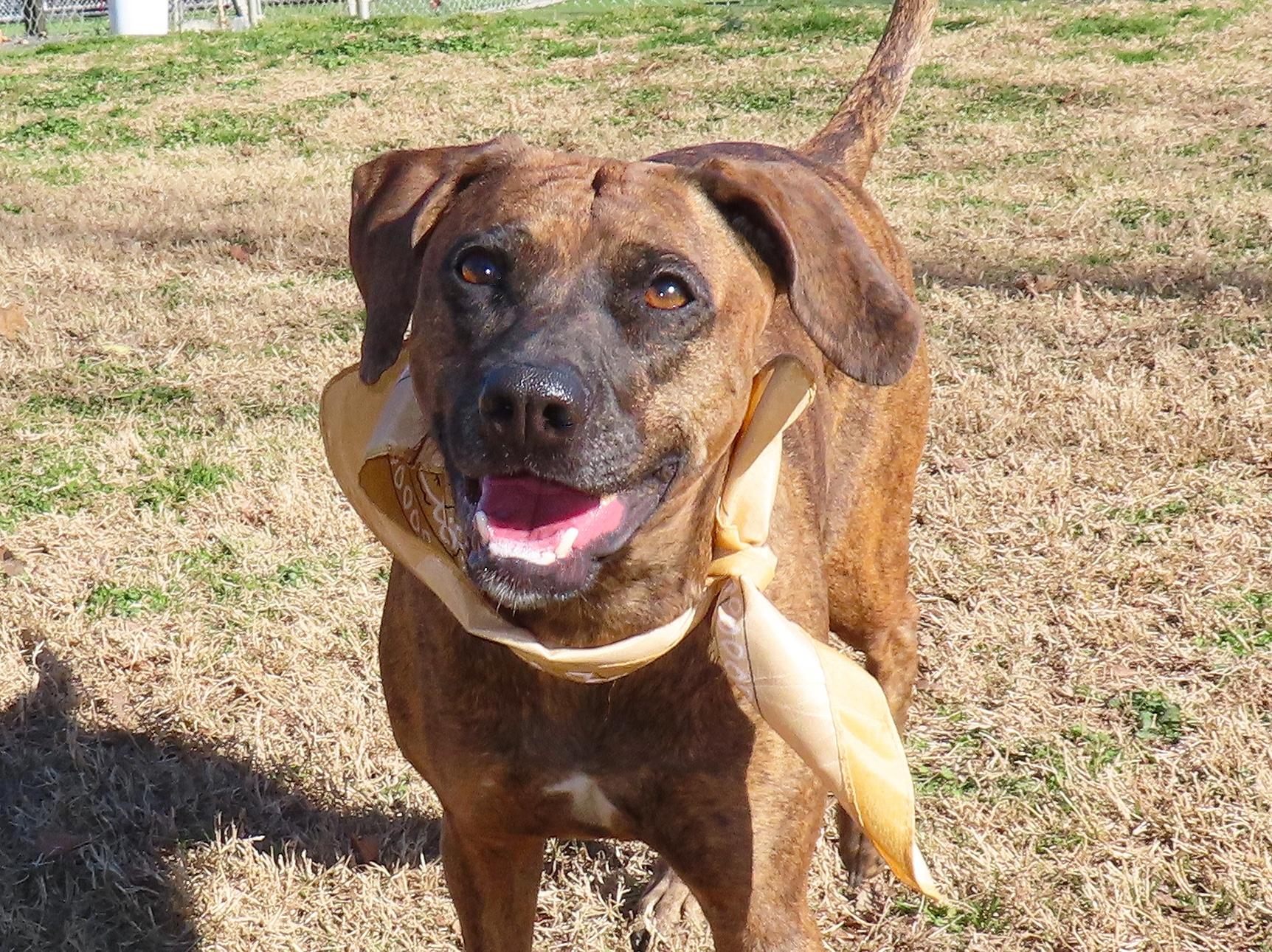 Enlarge Yessi  25C-341A, a ADOPTABLE mixed breed in Rogers, AR image 1/5
