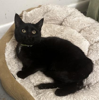 Enlarge Dark Moon, a Adoptable mixed breed in Wilkesboro, NC image 1/3