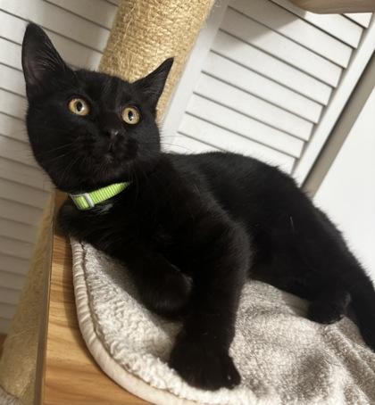 Enlarge Dark Moon, a Adoptable mixed breed in Wilkesboro, NC image 2/3