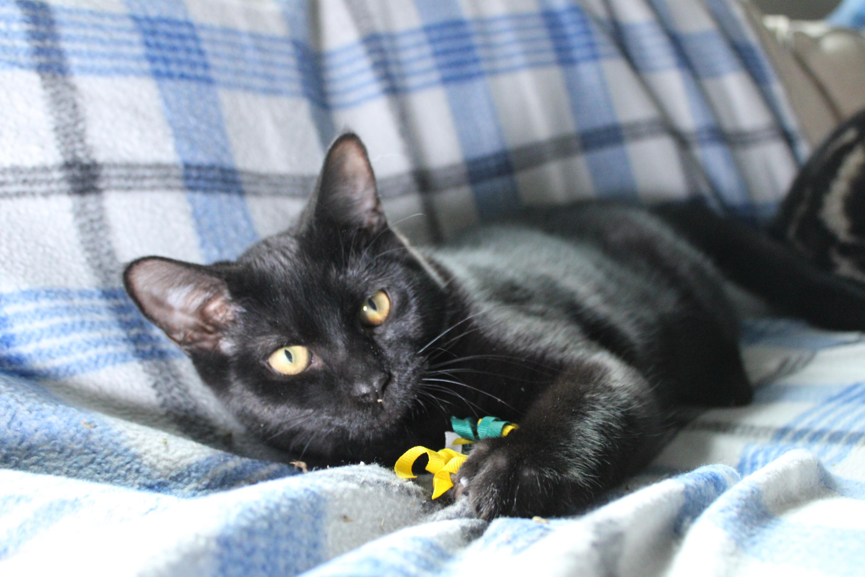 Woody, a Adoptable Domestic Short Hair in Union Gap, WA image 4/4