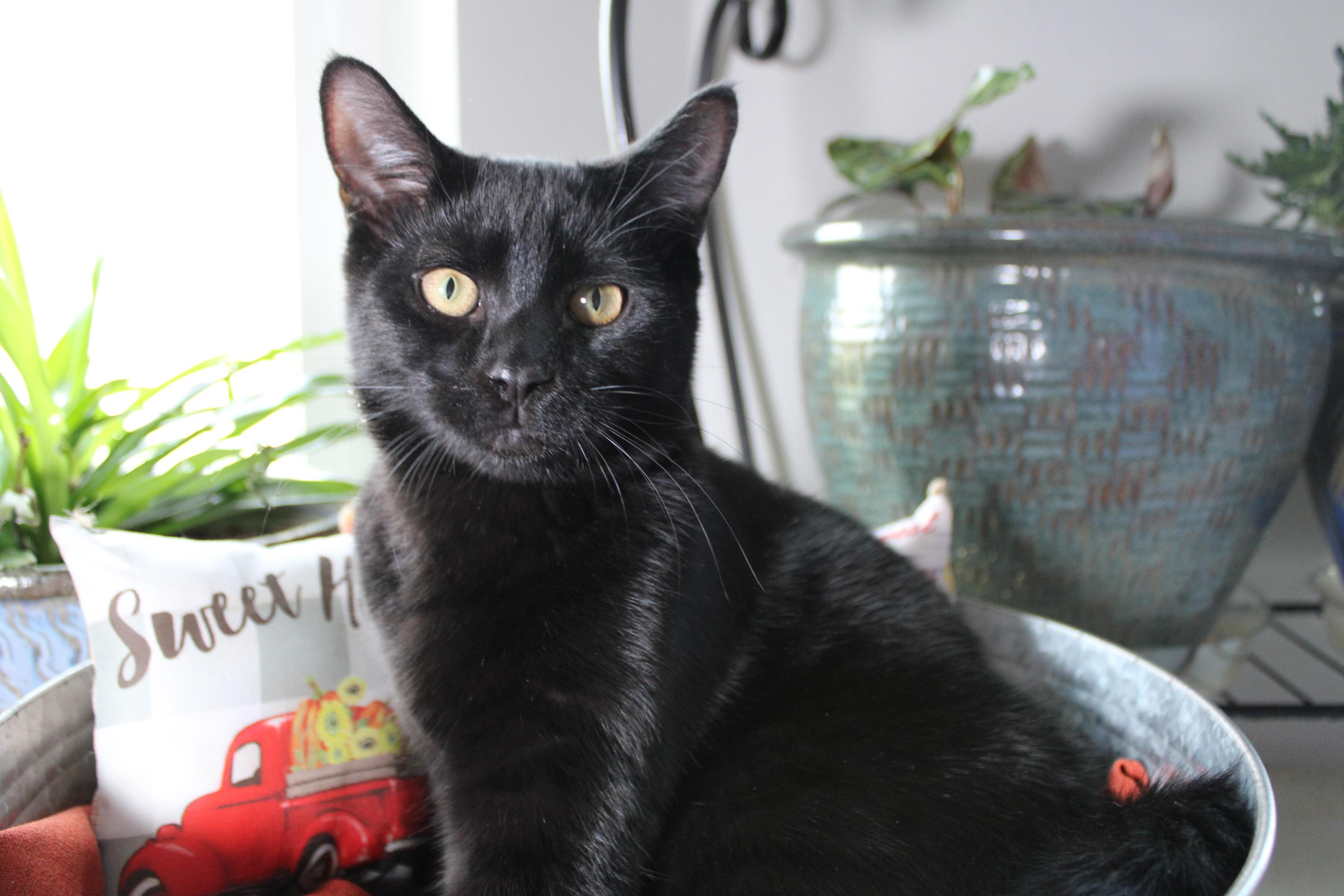 Woody, a Adoptable Domestic Short Hair in Union Gap, WA image 1/4