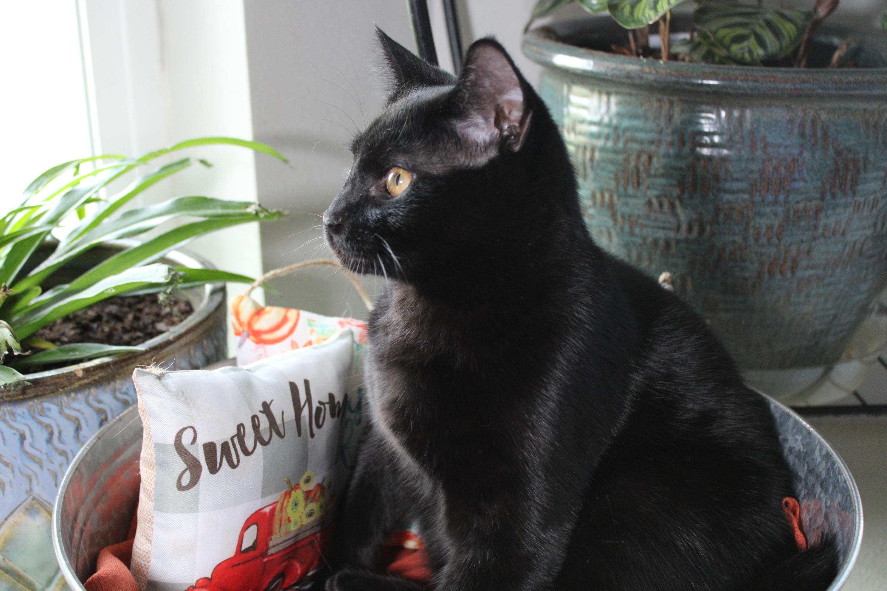 Woody, a Adoptable Domestic Short Hair in Union Gap, WA image 3/4