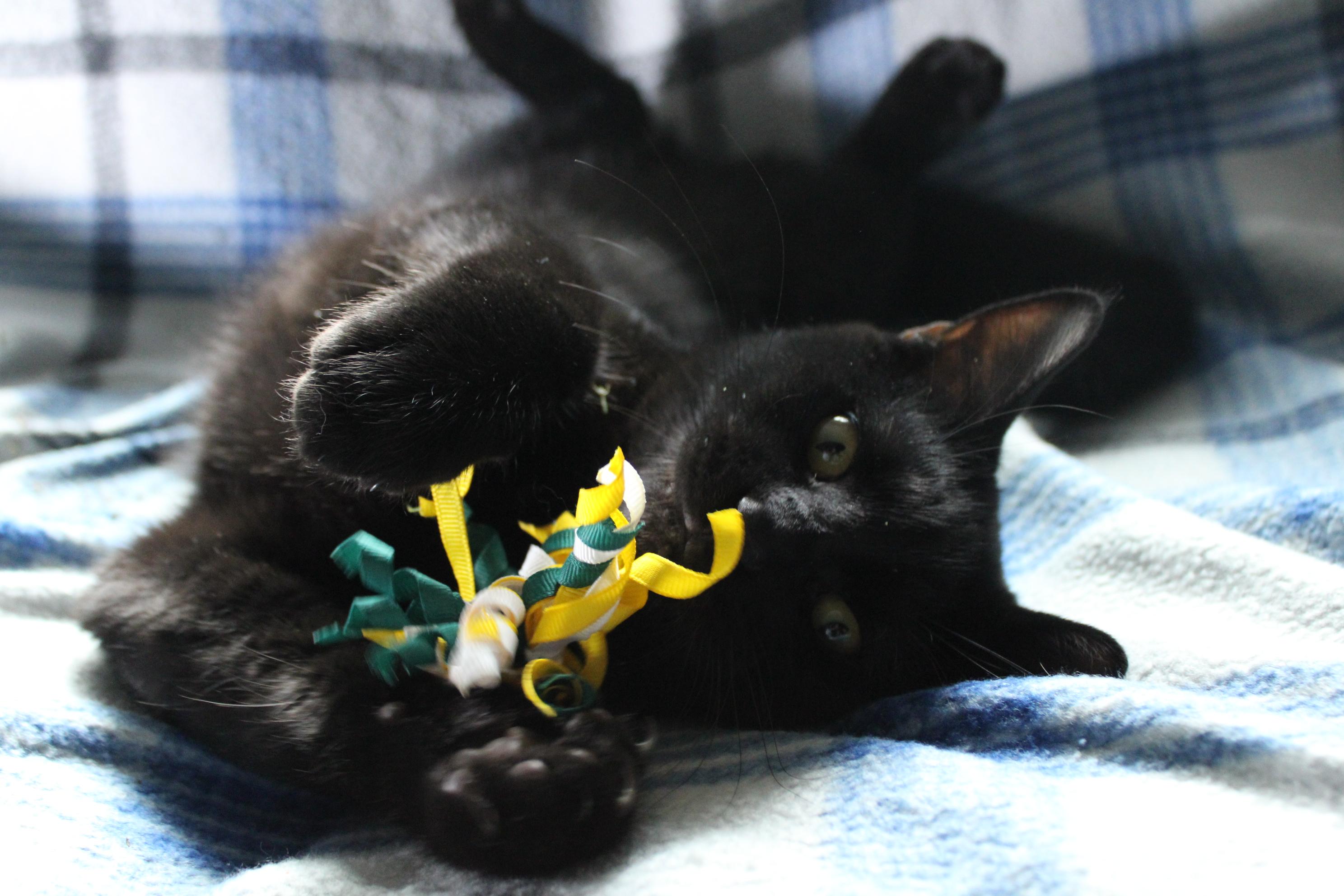 Woody, a Adoptable Domestic Short Hair in Union Gap, WA image 2/4