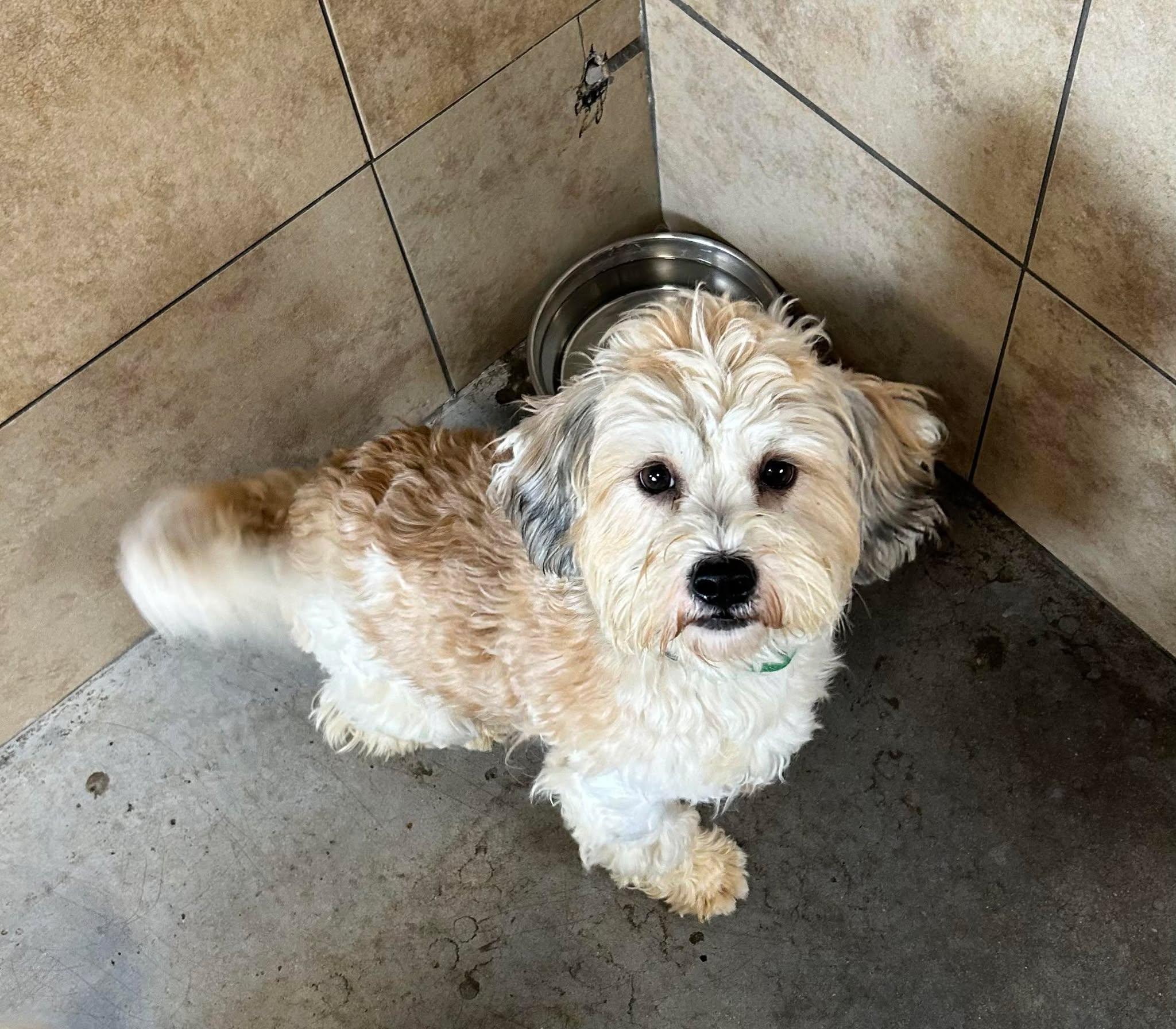 Enlarge Bamboo, an adopted mixed breed in Phoenix, AZ image 3/3