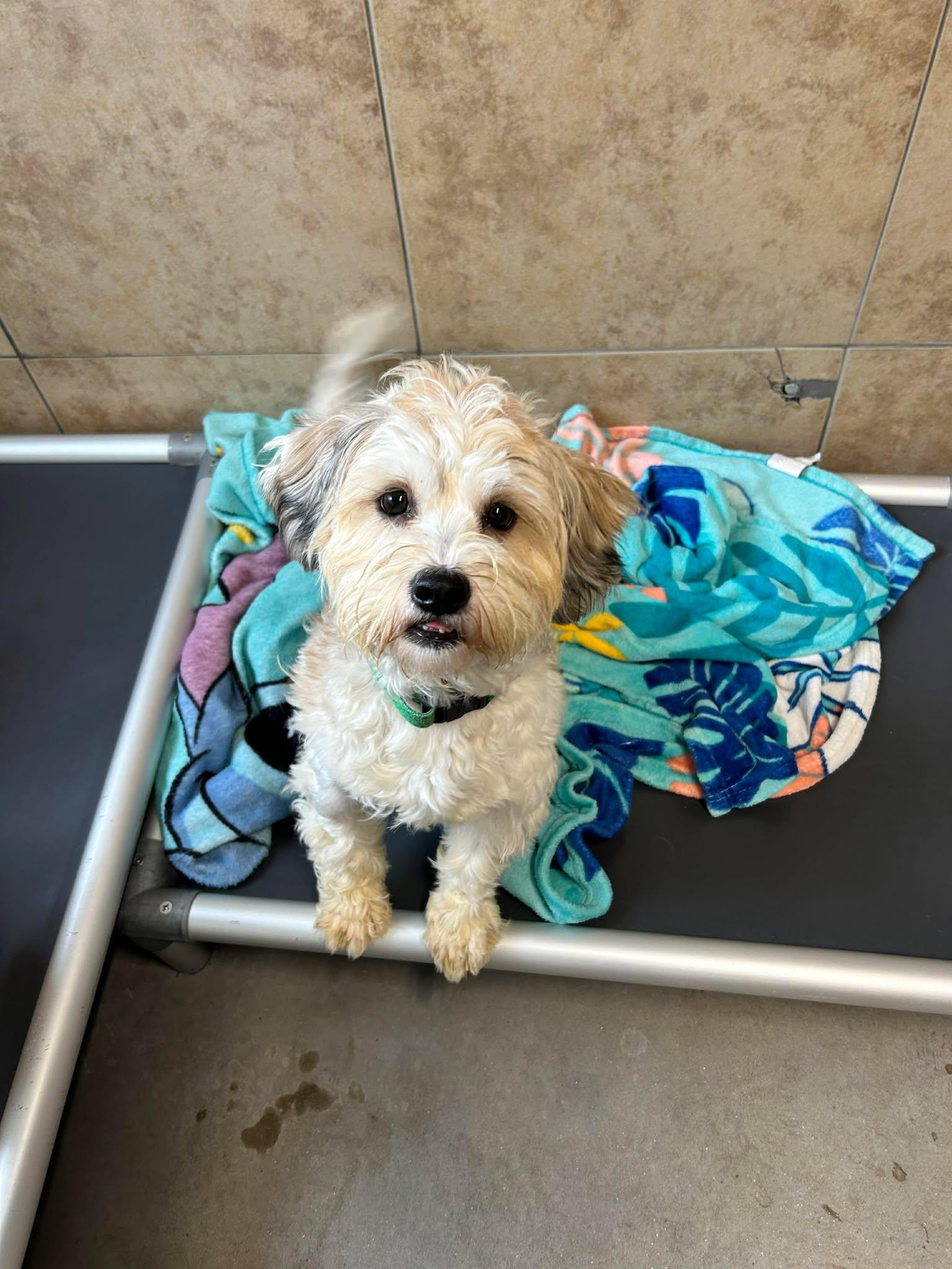 Bamboo, adopted, Young Male Shih Tzu.