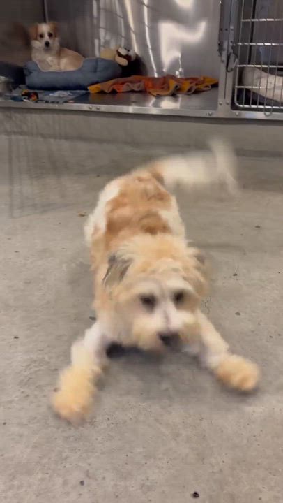 Enlarge Bamboo, an adopted mixed breed in Phoenix, AZ video 2/3