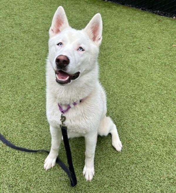 Enlarge Damien, a Adoptable mixed breed in Silverdale, WA image 1/1