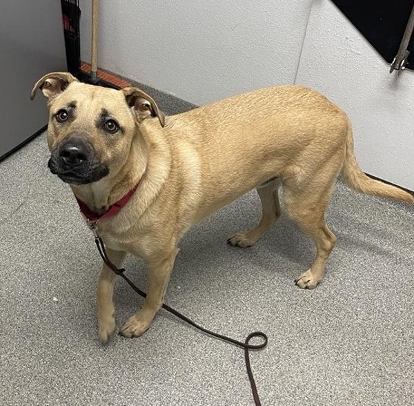 Pete, Adoptable, Adult Male Shepherd & Pit Bull Terrier.