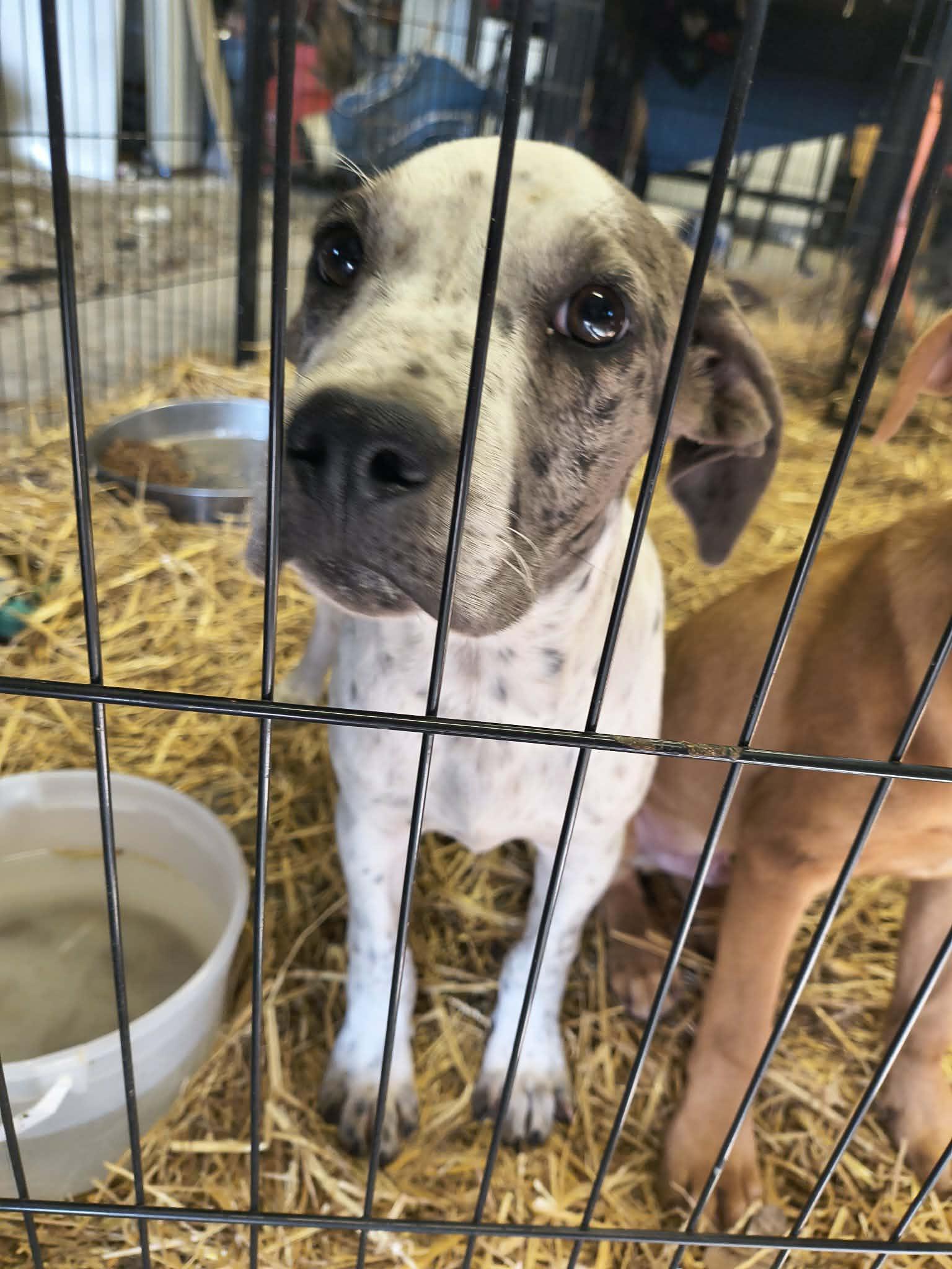 Enlarge Stormy, a Adoptable Catahoula Leopard Dog in Stover, MO image 1/1