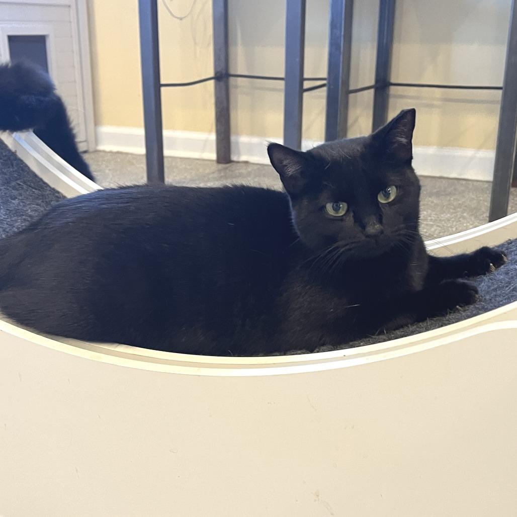 Gypsy, Adoptable, Young Female Domestic Short Hair.