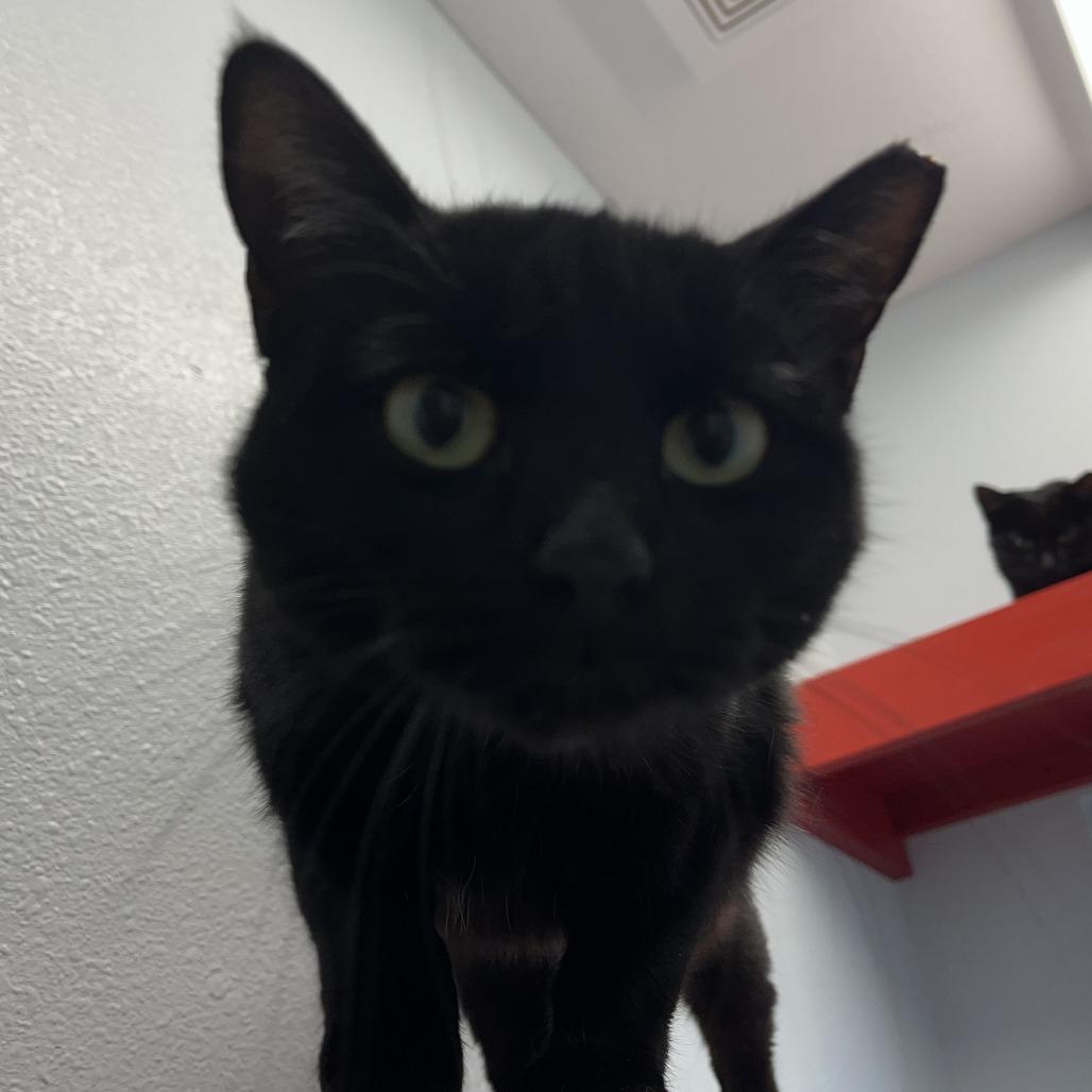 Gypsy, a Adoptable Domestic Short Hair in Folsom, LA image 2/4