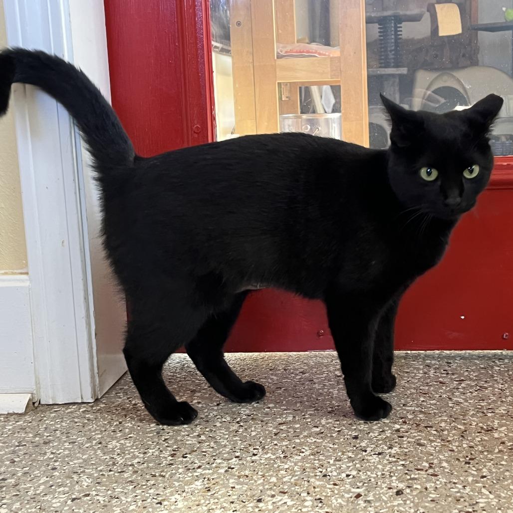 Gypsy, a Adoptable Domestic Short Hair in Folsom, LA image 3/4