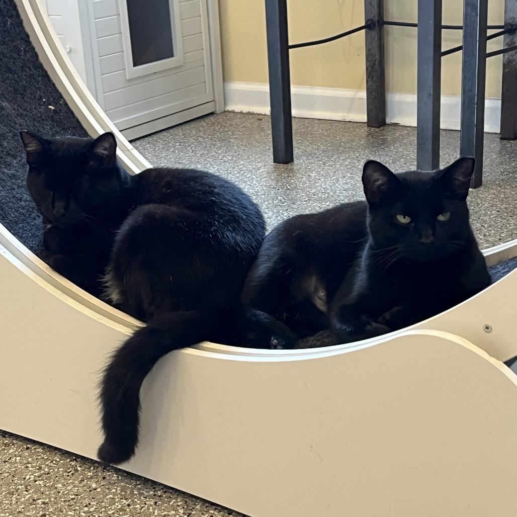 Gypsy, a Adoptable Domestic Short Hair in Folsom, LA image 4/4