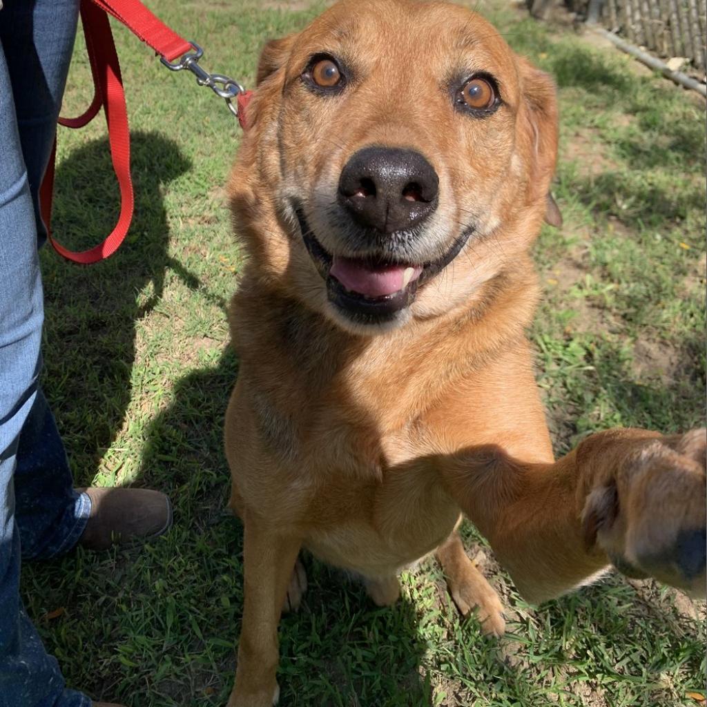 Enlarge Bud, a Adoptable Mixed Breed in Camden, DE image 1/1