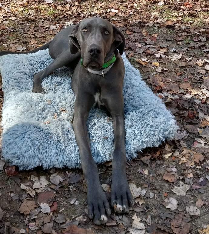 Enlarge Luna, a Adopted Great Dane in Stanley, NC image 1/1