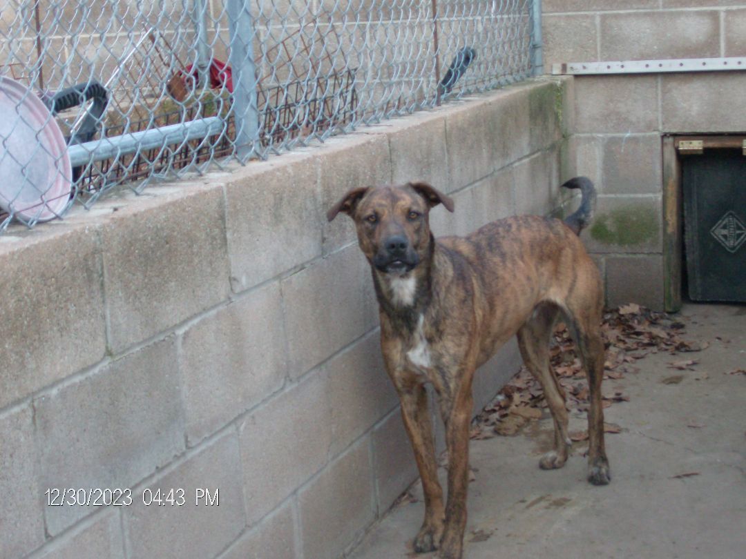 DURANGO, Adoptable, Young Male Greyhound.