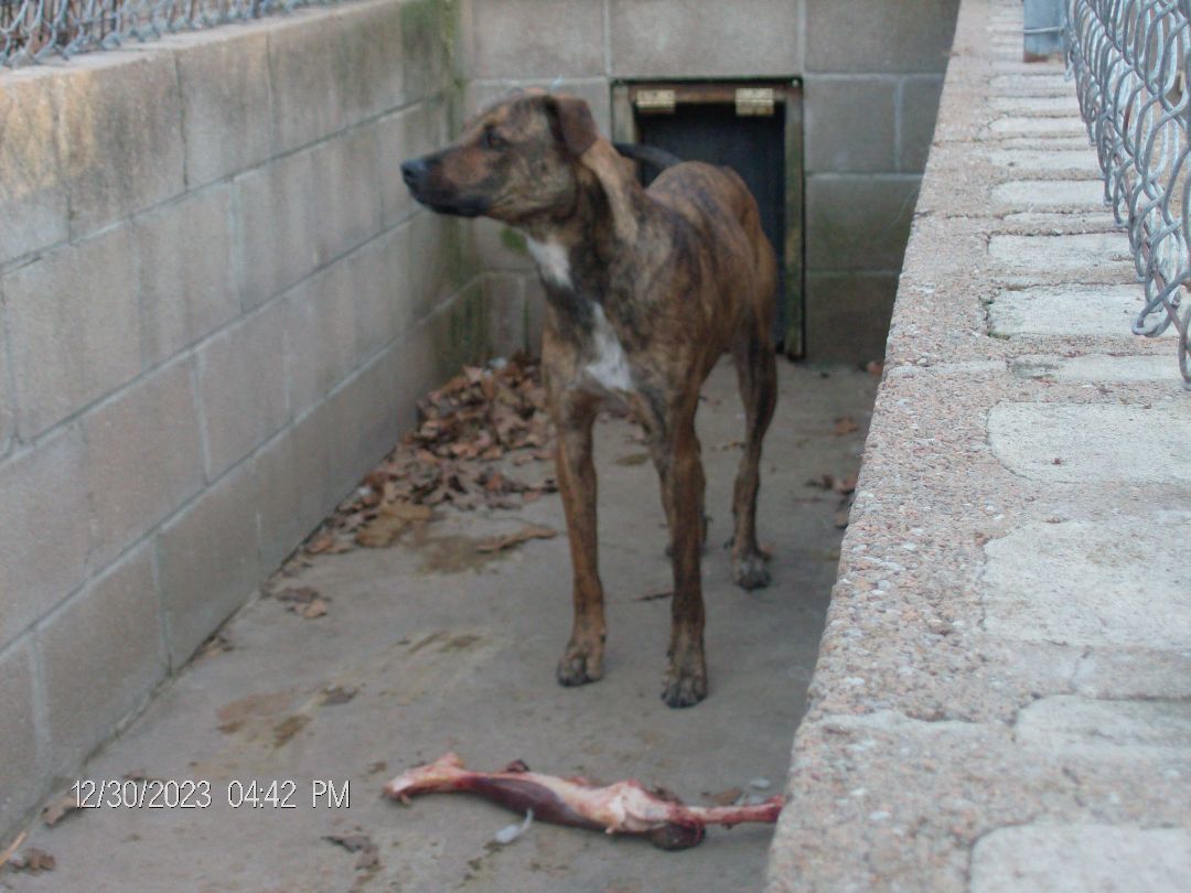 DURANGO, a Adoptable Greyhound in Kellyville, OK image 2/6