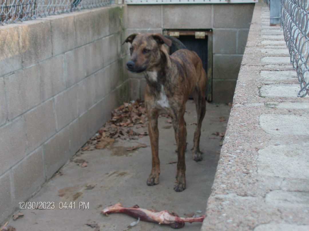 DURANGO, a Adoptable Greyhound in Kellyville, OK image 3/6