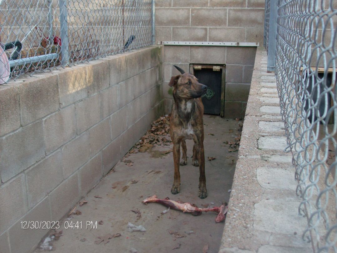 DURANGO, a Adoptable Greyhound in Kellyville, OK image 4/6
