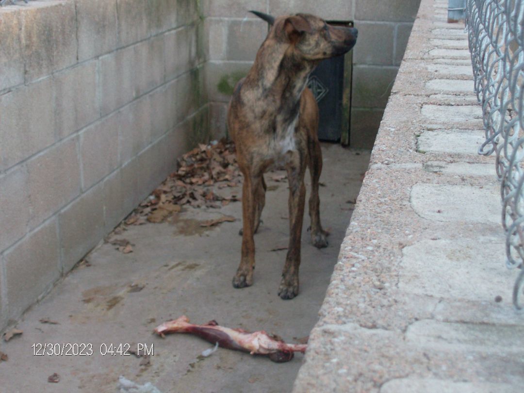 DURANGO, a Adoptable Greyhound in Kellyville, OK image 6/6