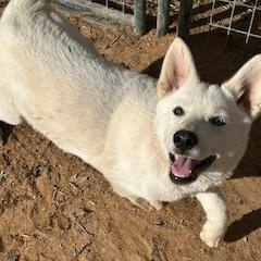 IVY aka WOBBLES, ADOPTABLE, Puppy Female White German Shepherd & Husky.