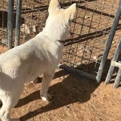 Enlarge IVY aka WOBBLES, a ADOPTABLE mixed breed in Norco, CA image 2/2