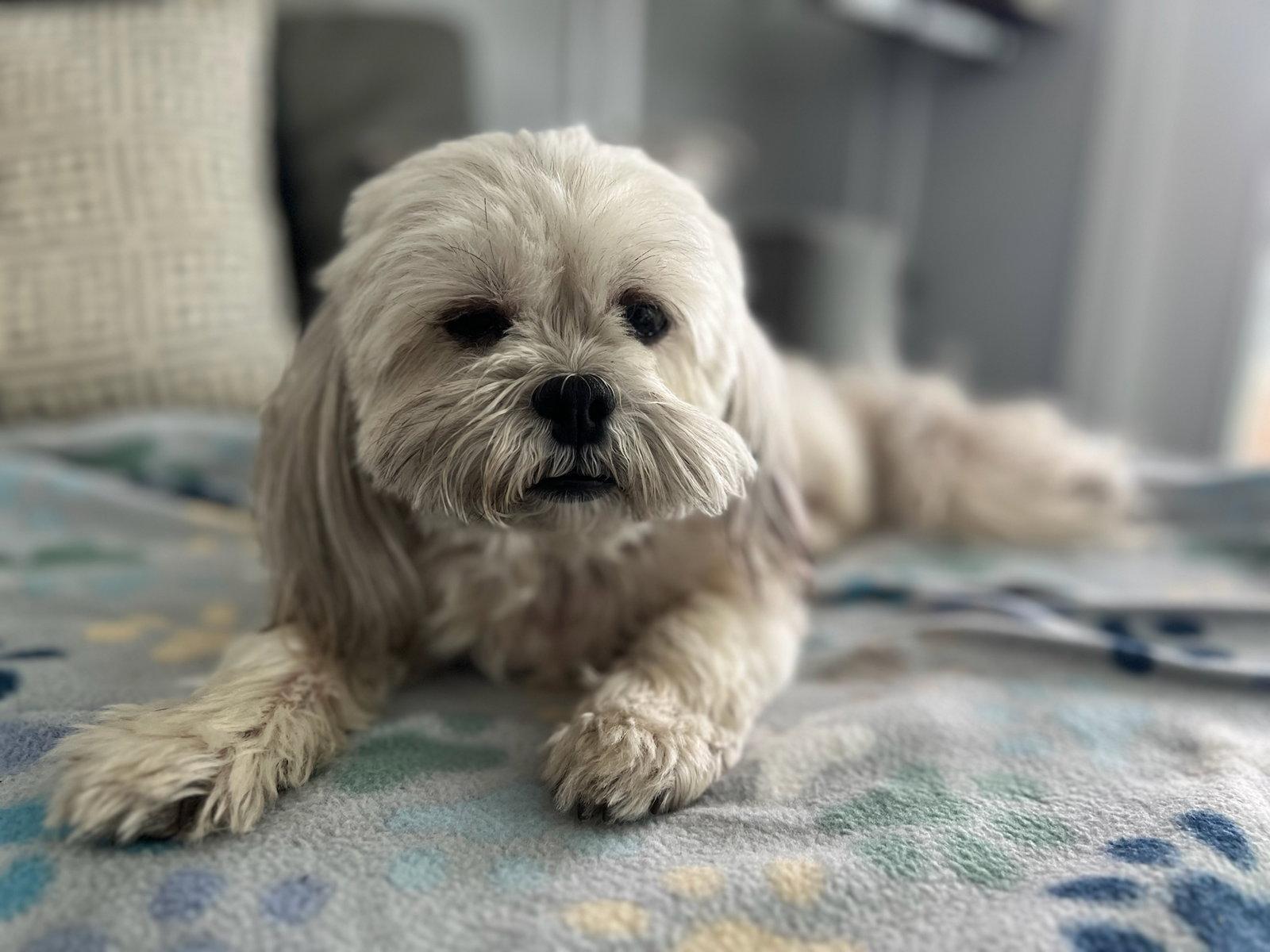 Enlarge Olivia - F, a Adopted Shih Tzu in Tampa, FL image 1/3