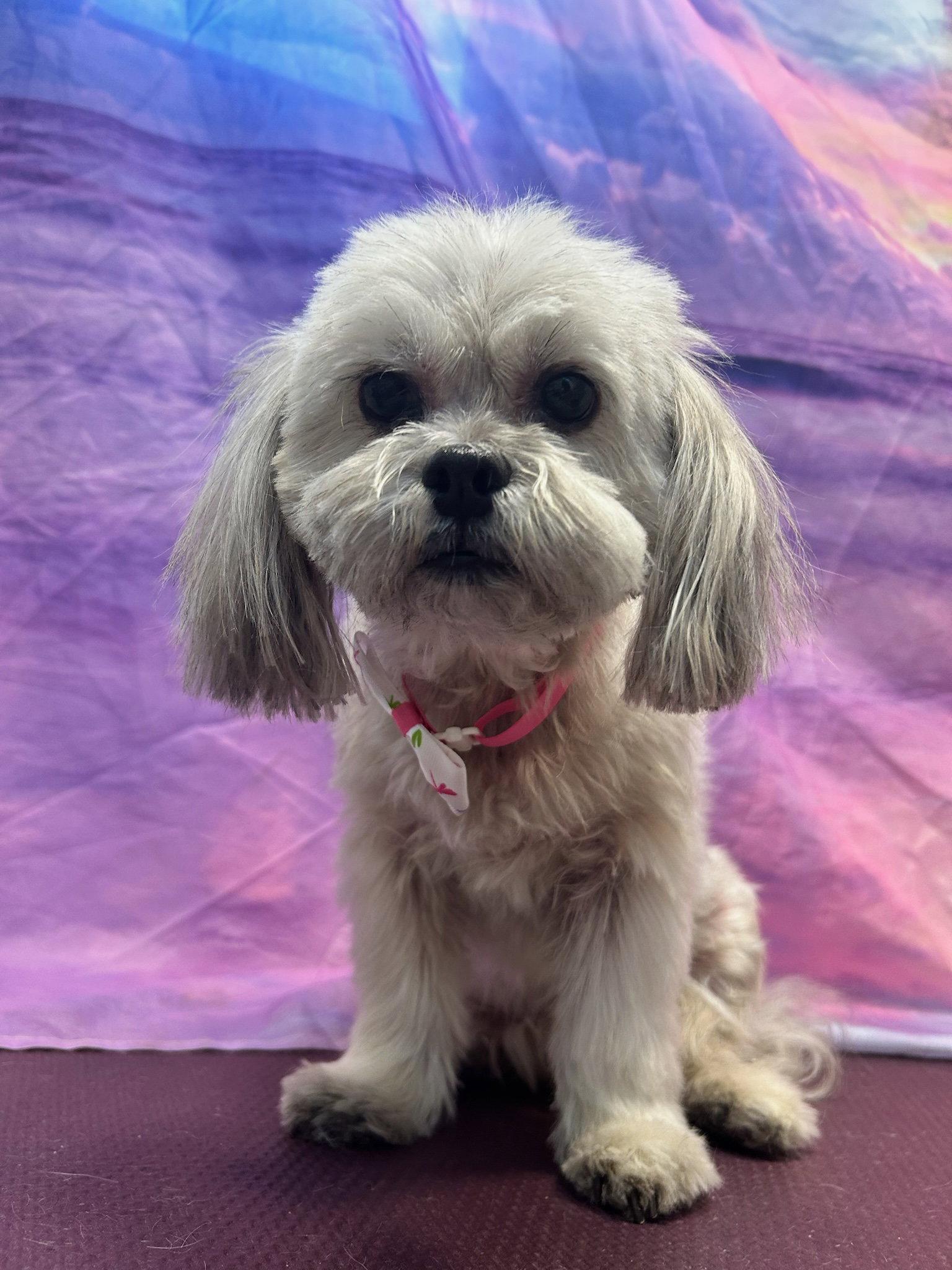 Enlarge Olivia - F, a Adopted Shih Tzu in Tampa, FL image 3/3