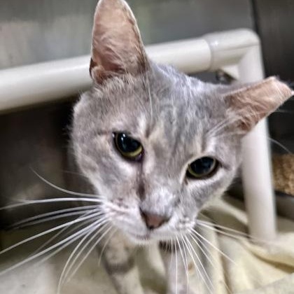 Enlarge Tilty, an adopted Domestic Short Hair in Athens, GA image 3/5