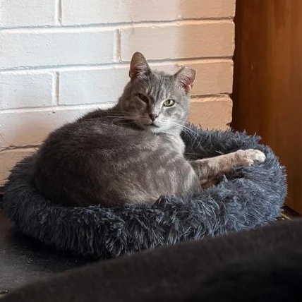 Enlarge Tilty, an adopted Domestic Short Hair in Athens, GA image 4/5