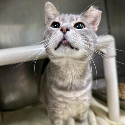Enlarge Tilty, an adopted Domestic Short Hair in Athens, GA image 1/5