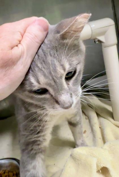 Enlarge Tilty, an adopted Domestic Short Hair in Athens, GA image 2/5