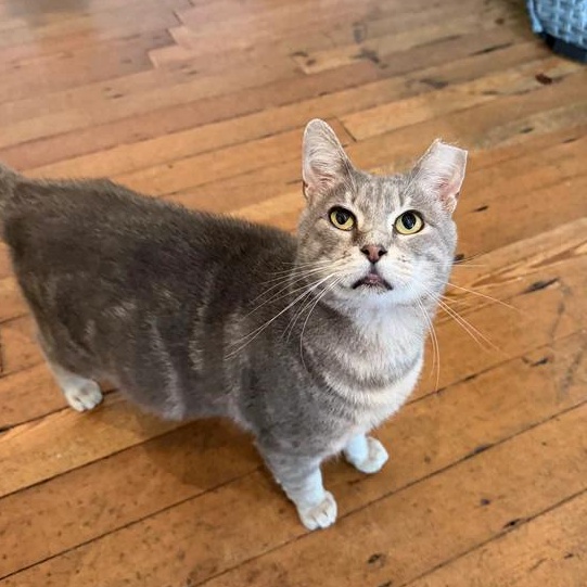 Enlarge Tilty, an adopted Domestic Short Hair in Athens, GA image 5/5