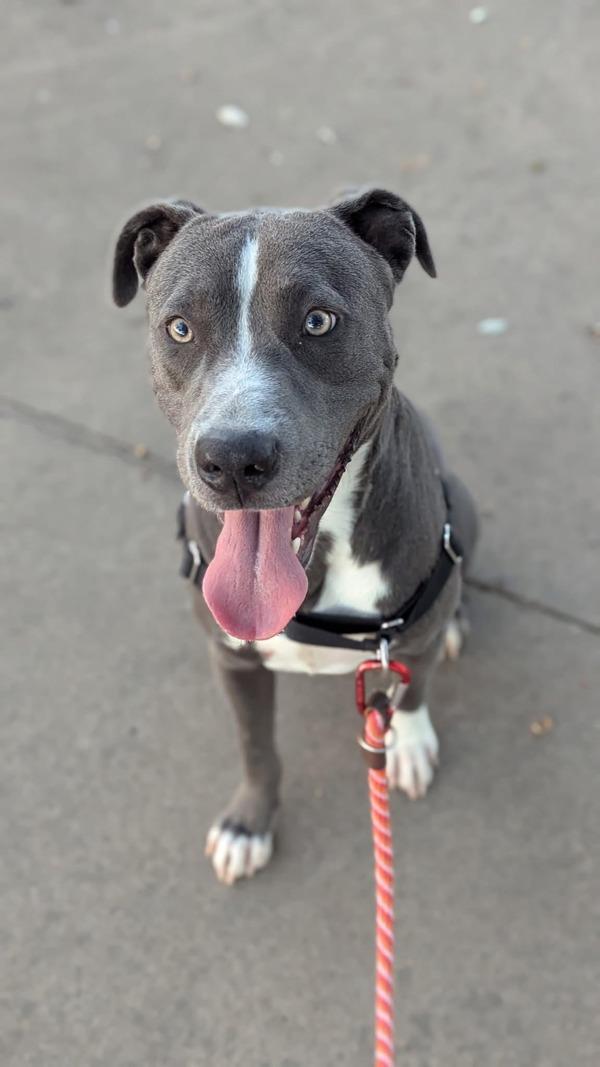 Enlarge Marcelle, a Adoptable mixed breed in Austin, TX image 1/1
