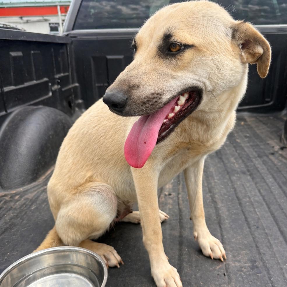Annabell, Adoptable, Adult Female Mixed Breed.